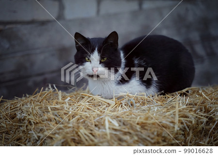 Black and white cat sitting on the hay 99016628