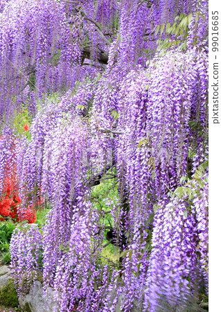 紫藤花  紫藤花 99016685