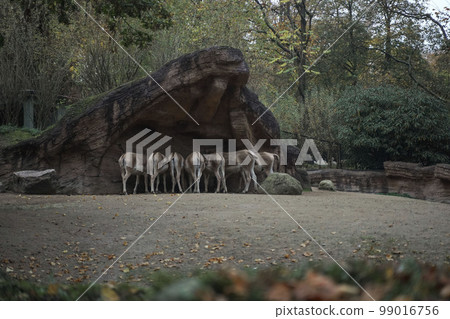 A herd of horses dine under a rock at the zoo from behind. Feeding animals in the national park. Horses stand in a row backwards. Animals under the rock 99016756
