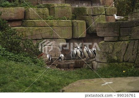 Flock of penguins tramples among the rocks overgrown with greenery, around the green grass and sits watching the seagull. Penguins at the zoo in the summer. A group of penguins are resting at the zoo Flock of penguins tramples among the rocks overgrown with greenery, around the green grass and sits watching the seagull. Penguins at the zoo in the summer. A group of penguins are resting at the zoo 99016761
