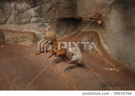 Hamadryad monkeys family are sitting on the stone, Singapore zoo. Male Patas Monkey patrolling his territory Hamadryad monkeys family are sitting on the stone, Singapore zoo. Male Patas Monkey patrolling his territory 99016766