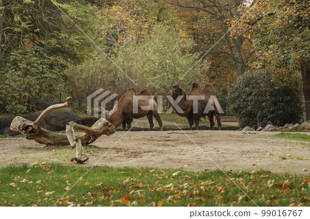 Two brown old camels walk and eat in the autumn national park. Majestic camels in the zoo. Conservation of rare and endangered species of animals 99016767