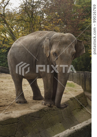 An elephant with its trunk down stands in the park and looks into the camera. Baby elephant close-up. 99016769