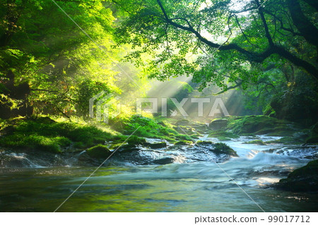 Kikuchi Valley with beautiful rays of light (Kikuchi City) 99017712