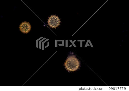 Reproductive cells of Flowering Plants under microscopic. 99017759