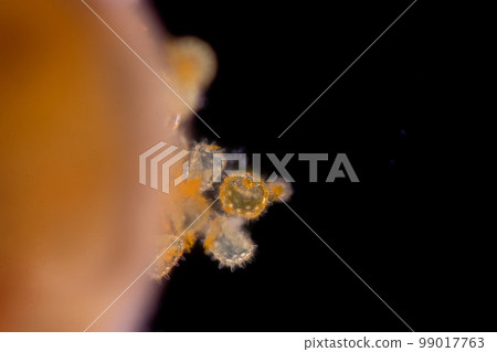 Reproductive cells of Flowering Plants under microscopic. Reproductive cells of Flowering Plants under microscopic. 99017763