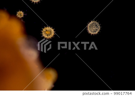 Reproductive cells of Flowering Plants under microscopic. Reproductive cells of Flowering Plants under microscopic. 99017764