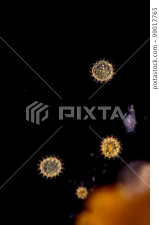 Reproductive cells of Flowering Plants under microscopic. Reproductive cells of Flowering Plants under microscopic. 99017765