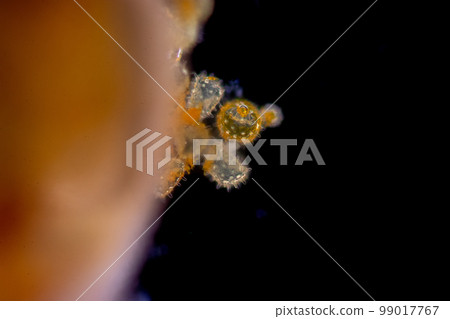 Reproductive cells of Flowering Plants under microscopic. Reproductive cells of Flowering Plants under microscopic. 99017767