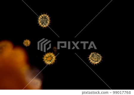 Reproductive cells of Flowering Plants under microscopic. 99017768