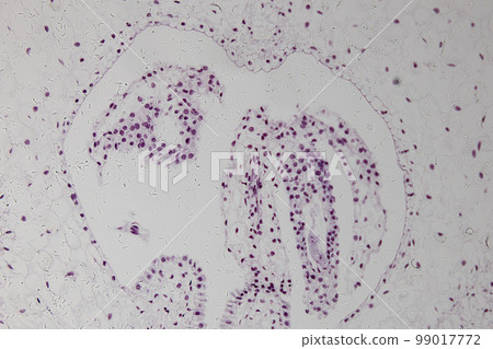 Reproductive cells of Flowering Plants under microscopic. Reproductive cells of Flowering Plants under microscopic. 99017772