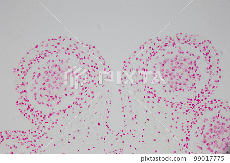 Reproductive cells of Flowering Plants under microscopic. Reproductive cells of Flowering Plants under microscopic. 99017775