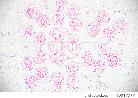 Reproductive cells of Flowering Plants under microscopic. Reproductive cells of Flowering Plants under microscopic. 99017777