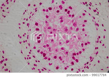 Reproductive cells of Flowering Plants under microscopic. 99017784