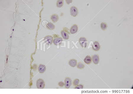 Reproductive cells of Flowering Plants under microscopic. Reproductive cells of Flowering Plants under microscopic. 99017786