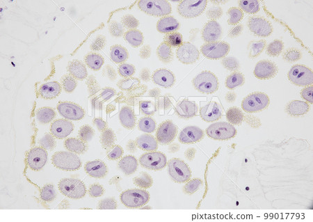 Reproductive cells of Flowering Plants under microscopic. 99017793