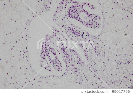 Reproductive cells of Flowering Plants under microscopic. 99017796