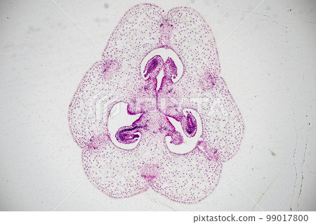 Reproductive cells of Flowering Plants under microscopic. Reproductive cells of Flowering Plants under microscopic. 99017800