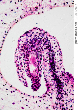 Reproductive cells of Flowering Plants under microscopic. Reproductive cells of Flowering Plants under microscopic. 99017803