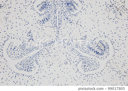 Reproductive cells of Flowering Plants under microscopic. Reproductive cells of Flowering Plants under microscopic. 99017805