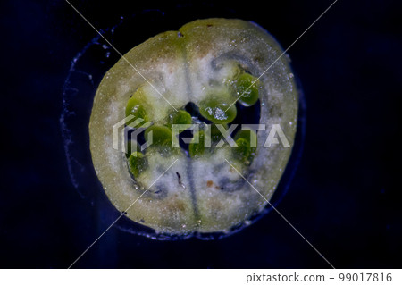 Reproductive cells of Flowering Plants under microscopic. 99017816