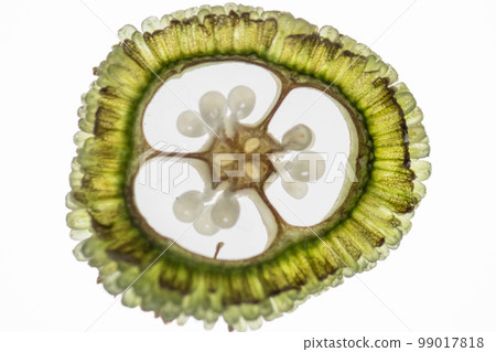 Reproductive cells of Flowering Plants under microscopic. Reproductive cells of Flowering Plants under microscopic. 99017818
