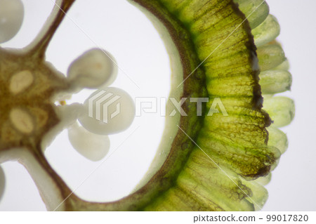 Reproductive cells of Flowering Plants under microscopic. 99017820