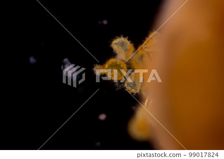 Reproductive cells of Flowering Plants under microscopic. Reproductive cells of Flowering Plants under microscopic. 99017824