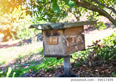bee house beehive in the garden, wooden honeycomb in the tropical orchard under the tree 99017899