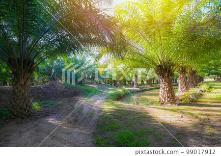 Palm tree in the palm garden with beautiful palm leaves nature and sunlight morning sun, palm oil plantation growing up farming for agriculture Asia 99017912