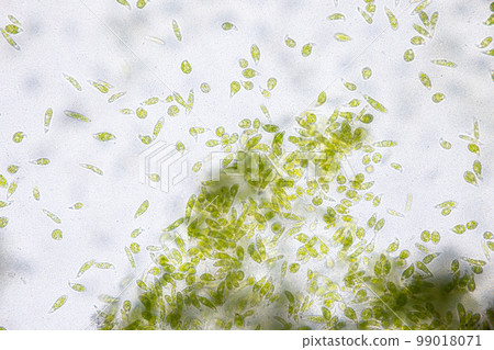 Euglena is a genus of single cell flagellate eukaryotes under microscopic view for study. 99018071