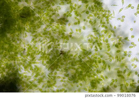 Euglena is a genus of single cell flagellate eukaryotes under microscopic view for study. 99018076