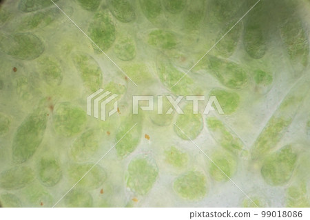 Euglena is a genus of single cell flagellate eukaryotes under microscopic view for study. 99018086