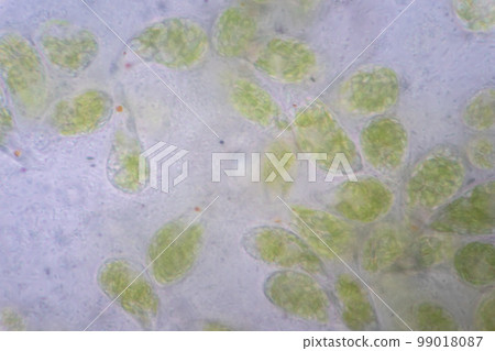 Euglena is a genus of single cell flagellate eukaryotes under microscopic view for study. 99018087