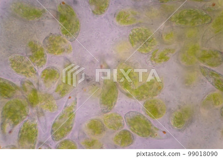 Euglena is a genus of single cell flagellate eukaryotes under microscopic view for study. 99018090