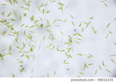 Euglena is a genus of single cell flagellate eukaryotes under microscopic view for study. 99018105