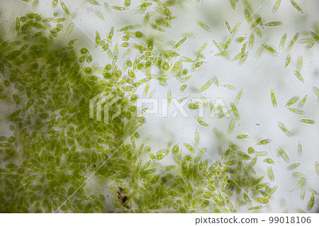 Euglena is a genus of single cell flagellate eukaryotes under microscopic view for study. 99018106