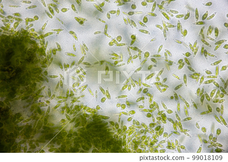 Euglena is a genus of single cell flagellate eukaryotes under microscopic view for study. 99018109