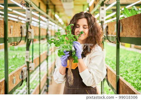 Female gardener enjoying scent of green arugula leaves in greenhouse. Woman in garden rubber gloves holding pot with green plant and smelling fresh aromatic leaf. Female gardener enjoying scent of green arugula leaves in greenhouse. Woman in garden rubber gloves holding pot with green plant and smelling fresh aromatic leaf. 99018306