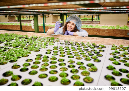 Woman holding pot with green plant seedlings. Female agronomist standing near greenhouse shelf with seed trays while holding sprouting plant. Woman holding pot with green plant seedlings. Female agronomist standing near greenhouse shelf with seed trays while holding sprouting plant. 99018307