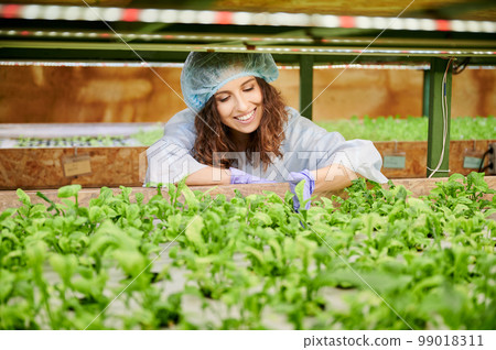 Young woman checking plant growth in greenhouse. Joyful female gardener looking at green leafy plants and smiling while standing near shelf with seedlings. Young woman checking plant growth in greenhouse. Joyful female gardener looking at green leafy plants and smiling while standing near shelf with seedlings. 99018311