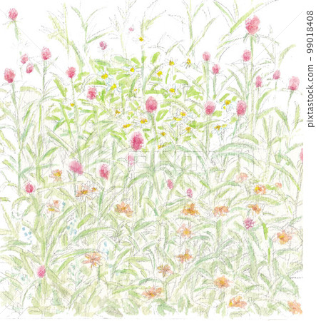 Strawberry Fields Red Sennichi 99018408