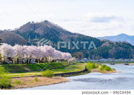 檜內川的檜內川岸邊盛開的櫻花 檜內川的檜內川岸邊盛開的櫻花 99018494