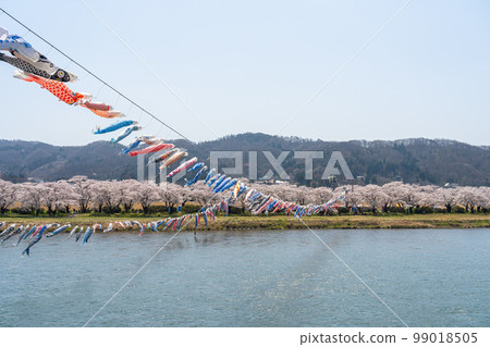 盛開的櫻花和鯉魚旗在北上川北上展勝地櫻花祭 99018505
