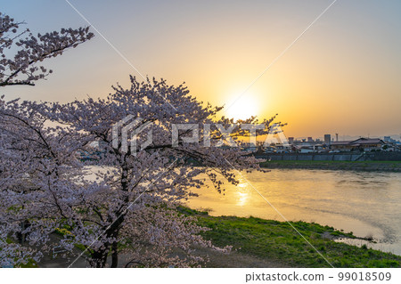 Cherry blossoms in full bloom on the Kitakami River Kitakami Tenshochi Sakura Festival 99018509