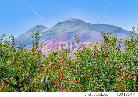 青森縣 越過蘋果園眺望的岩木山 99018547