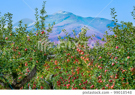 青森縣 越過蘋果園眺望的岩木山 99018548
