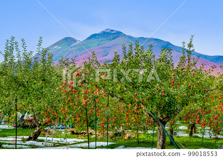 青森縣 越過蘋果園眺望的岩木山 99018553