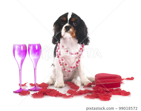 young cavalier king charles 99018572