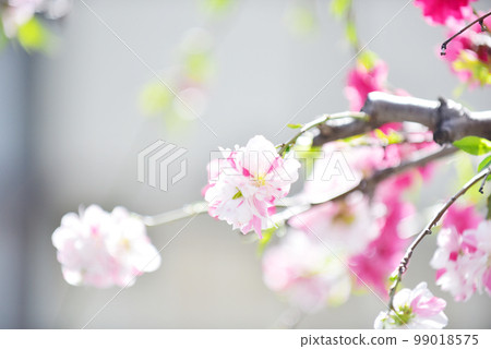Genpei Peach Genpei Weeping Peach Old Lens Genpei Peach Genpei Weeping Peach Old Lens 99018575